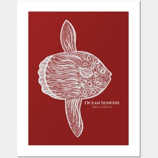 Ocean Sunfish or Mola with Common and Scientific Names - fish art Posters and Art